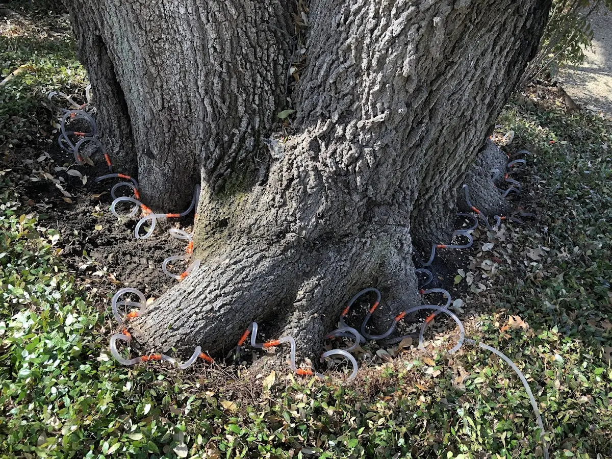 Detailed Tree Cabling and Bracing job site in Upatoi